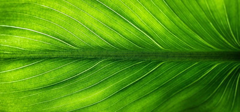 Eco-Friendly Apparel